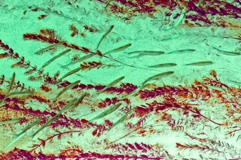 N 048C